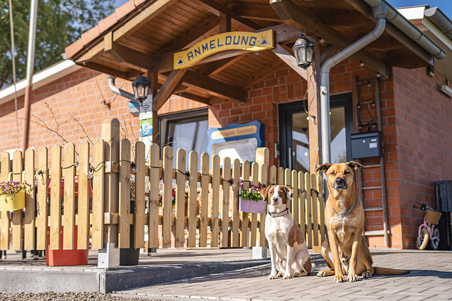 Hunde am Campingplatz