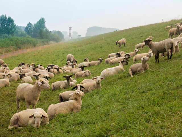 Schafe auf dem Deich